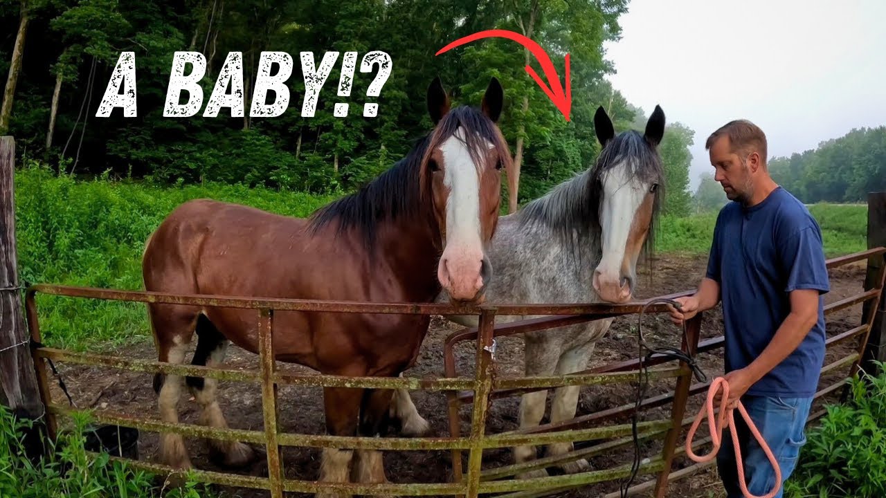 Are Oliver and Breezy expecting....TWINS!?