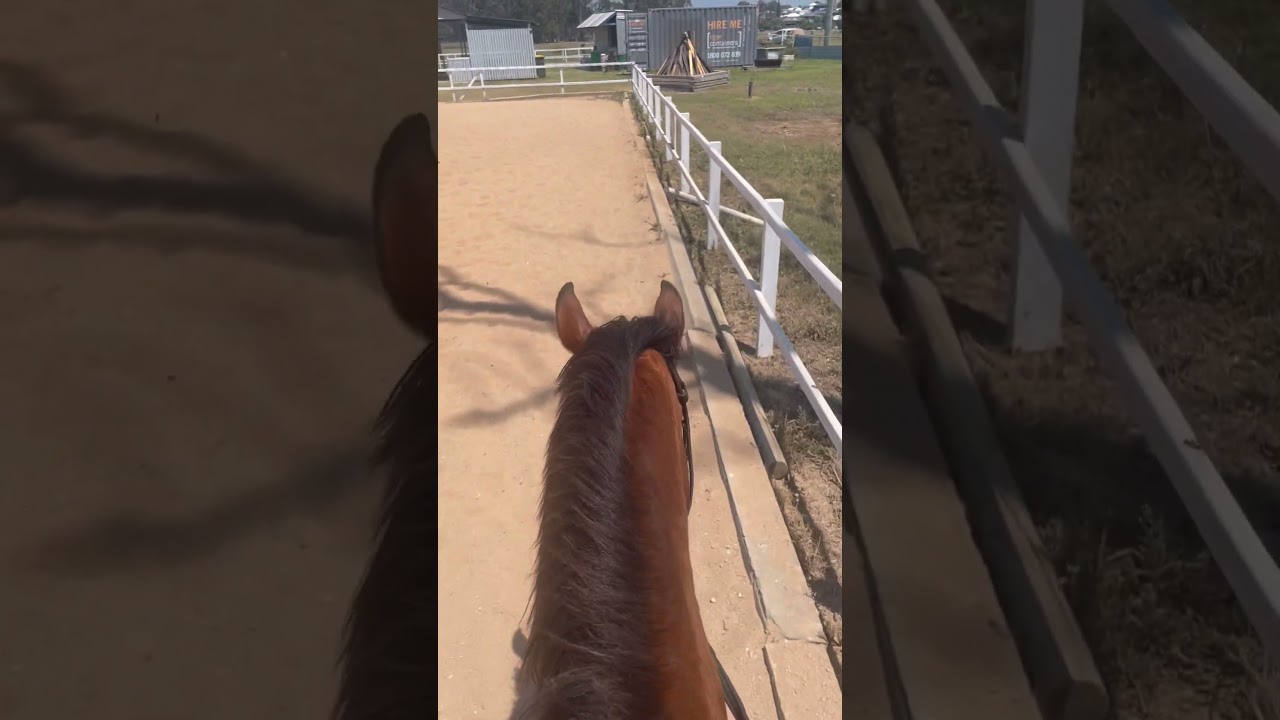 #relaxing #horsesofinstagram #equestrian