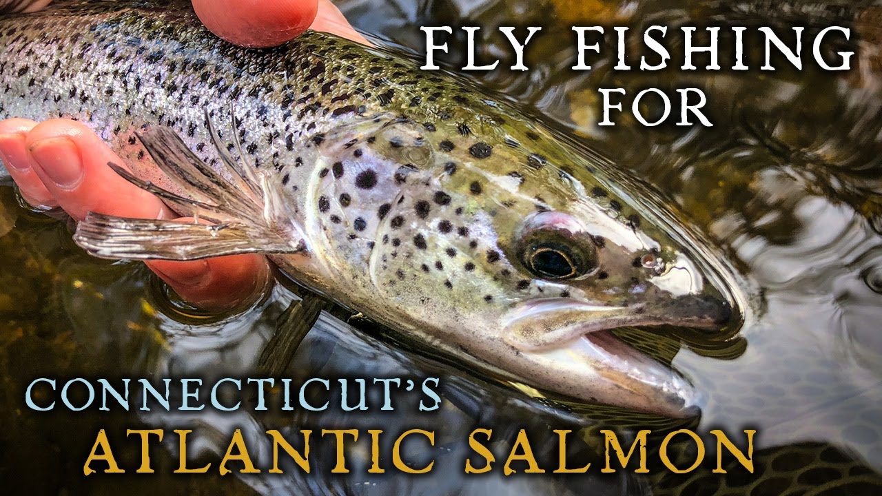 Fly Fishing for Atlantic Salmon in Connecticut