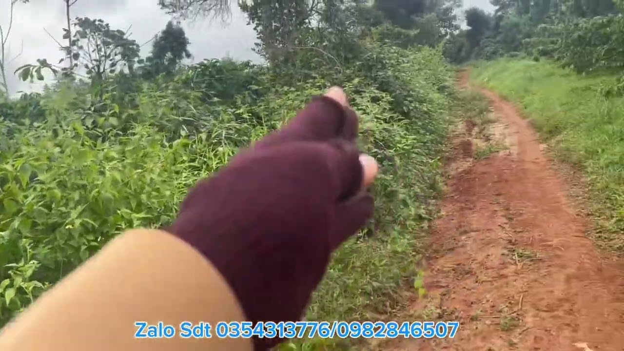 Mảnh vườn cà phê sẵn nguồn thu @bat #bds 