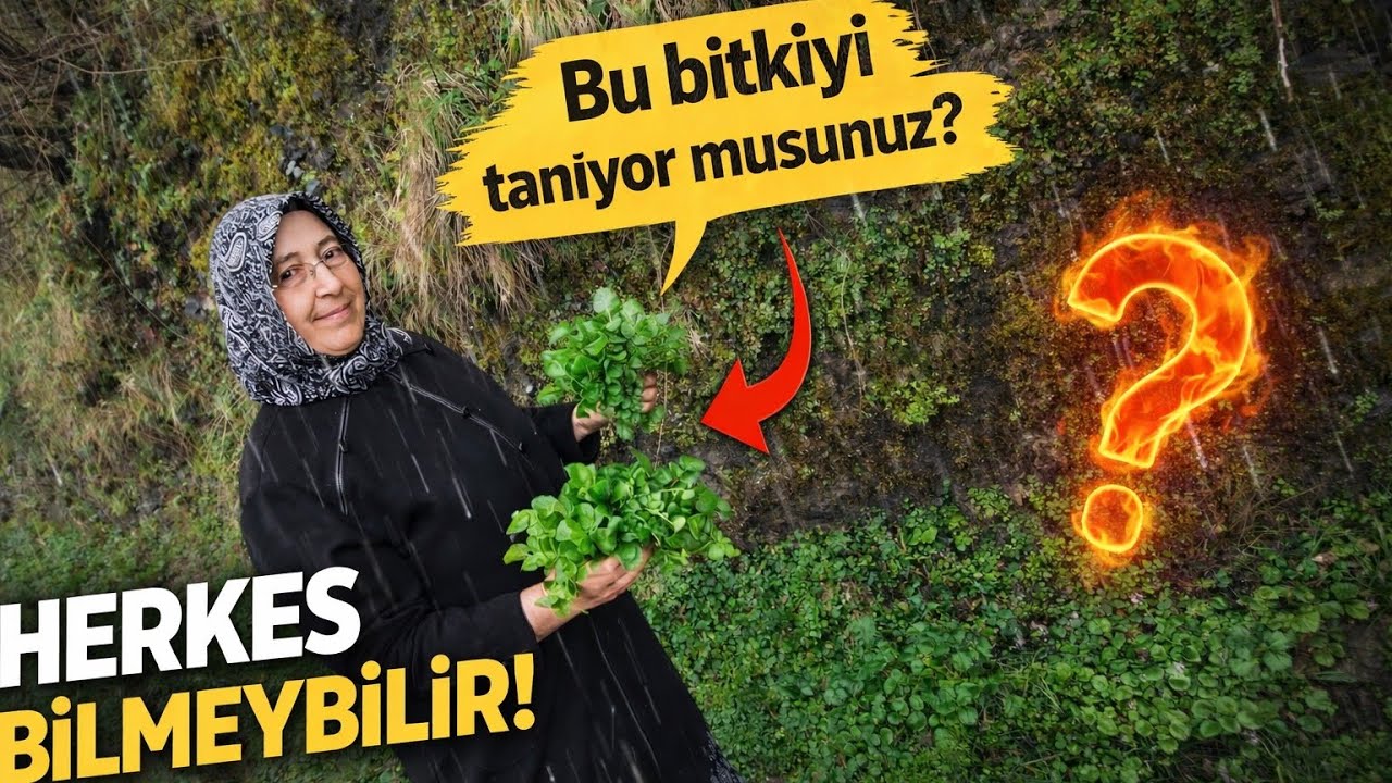 ​🌿 NE UMDUK NE BULDUK! Dere Kenarında Şifa Kaynağı Su Teresini Keşfettik!