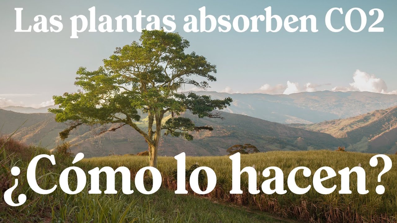 ¿Cómo las plantas absorben CO2?