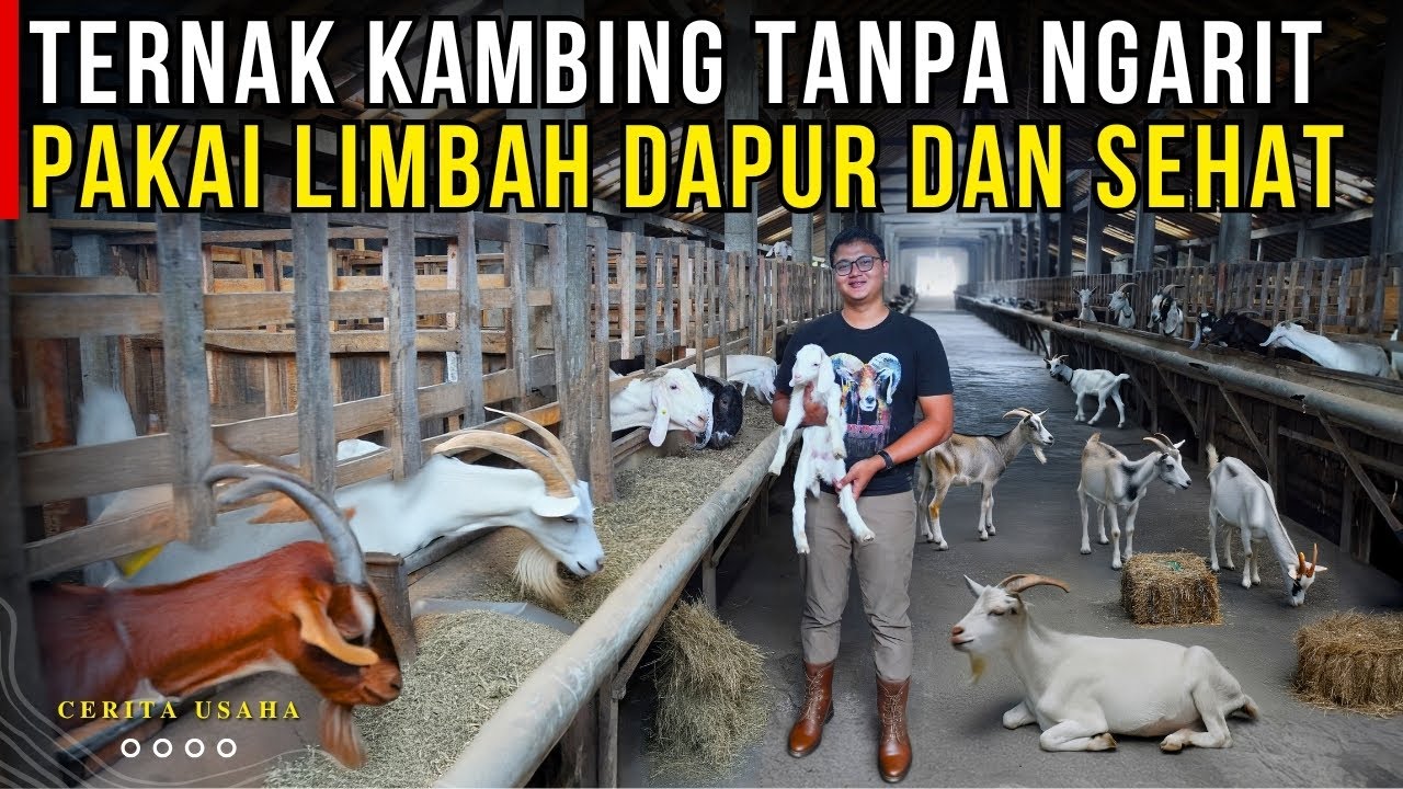TERNAK TANPA NGARIT RUMPUT CUMA PAKAI LIMBAH SUKSES TERNAK KAMBING DOMBA | CERITA USAHA