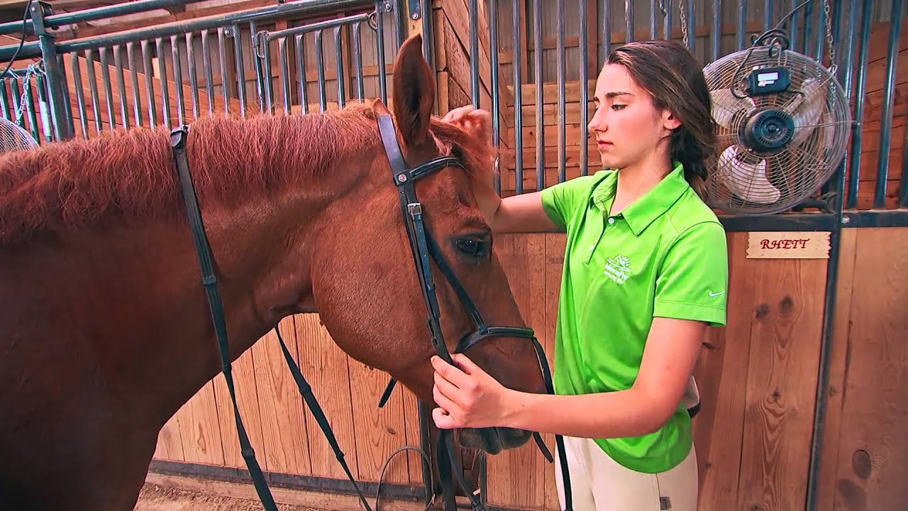 Introducing NEW Force™ Fly Premise Fly Control For Horses