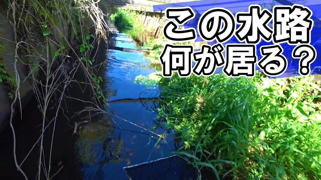 春の水田用水路に入って魚採り(ガサガサ)2023年