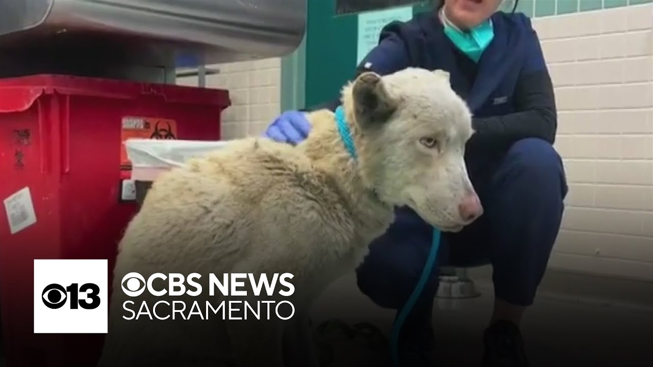How the Sacramento SPCA is helping animals displaced by LA fires