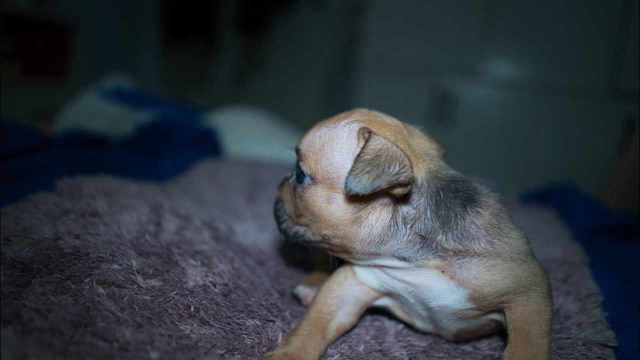 Angel Musclebully playtime at there new playpen area, outside.