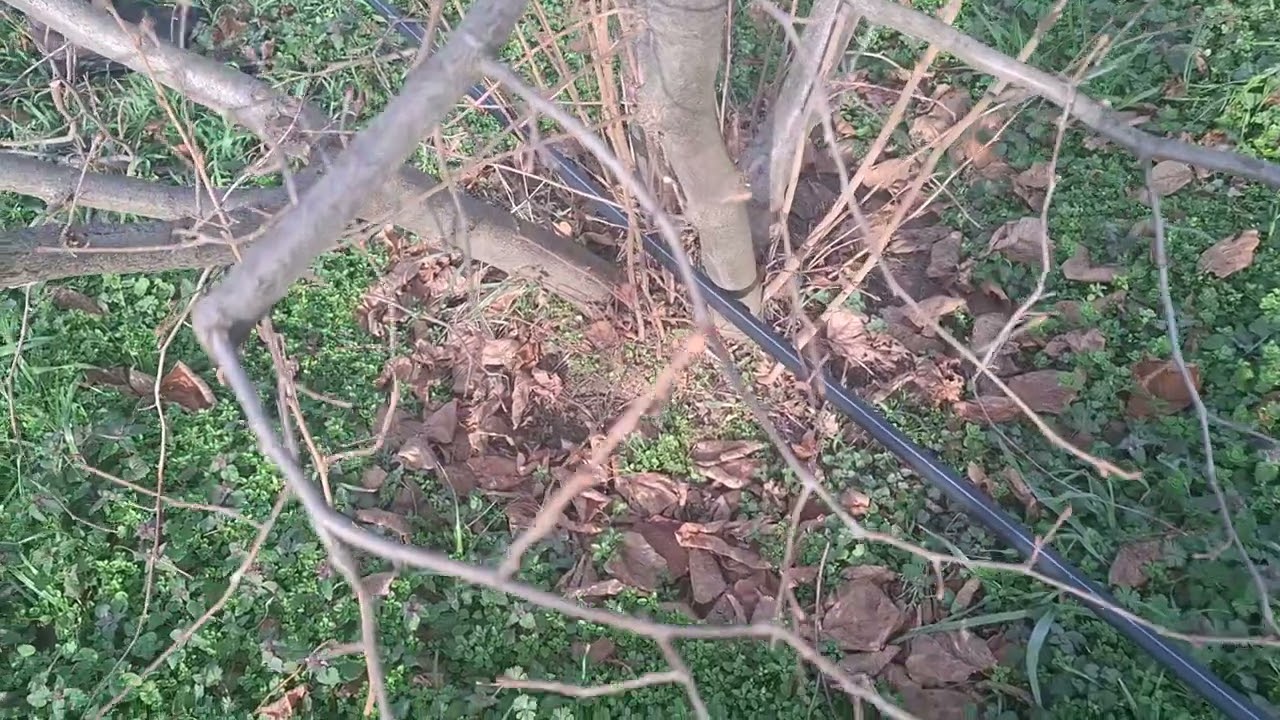 Rezidba lešnika,  zasad star oko 10 godina