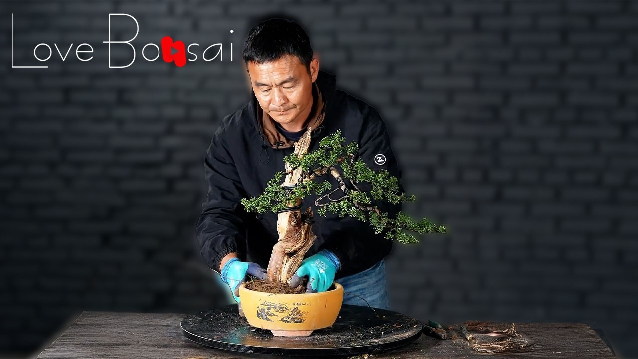 Would you like a riverside bonsai tree made from a 20 year old boxwood stump?#bonsai#lovebonsai