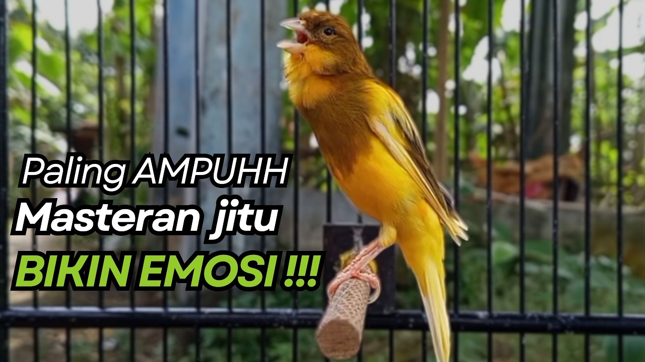 KENARI GACOR Cuit CUIT BIRAHI UNTUK PANCINGAN & MASTERAN Kenari PAUD AGAR BUNYI