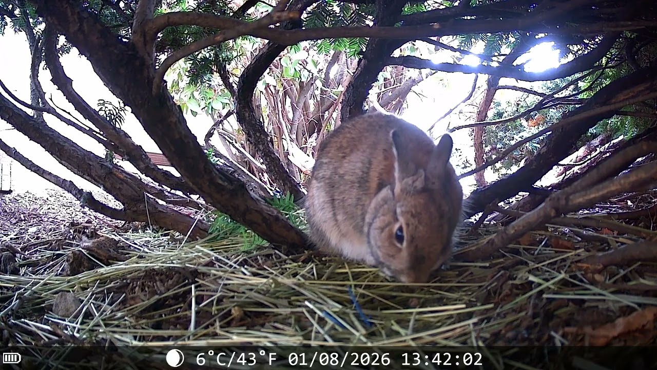 Eastern Cottontail, Jan-08-2026 1340