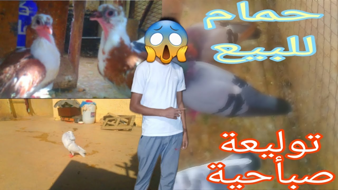 فيديو جديد: الإخوان لي بغاا شي🕊 حاجا يخلي كومونطير وتاحياتي 😁