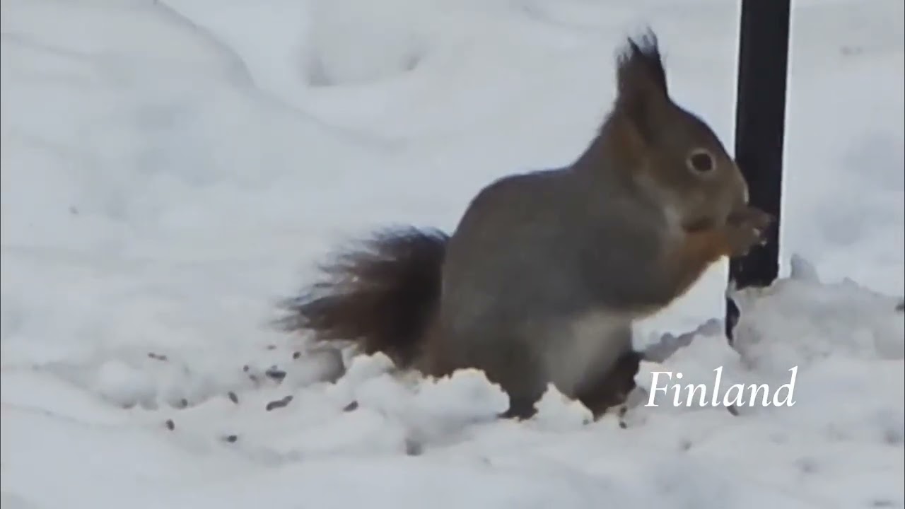 Orava(Sciurus vulgaris) #squirrel #winter #snow #garden 