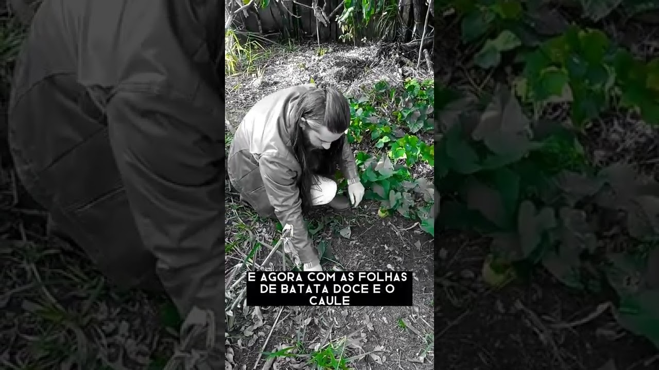 É possível plantar na sombra? Otimizando o espaço na sua propriedade