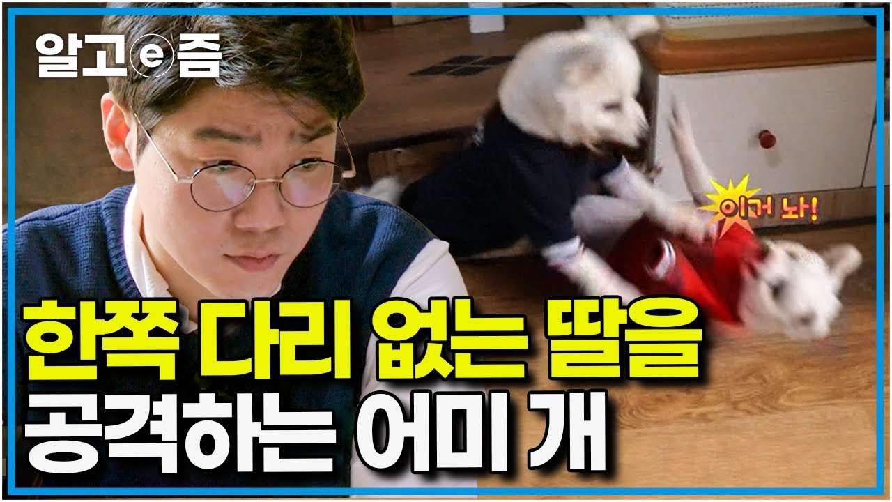 어느 날부터 갑자기 시작된 개 모녀의 싸움.. 딸의 복종 시그널도 무시하는 어미 개, 왜 그럴까? │세상에 나쁜 개는 없다│알고e즘