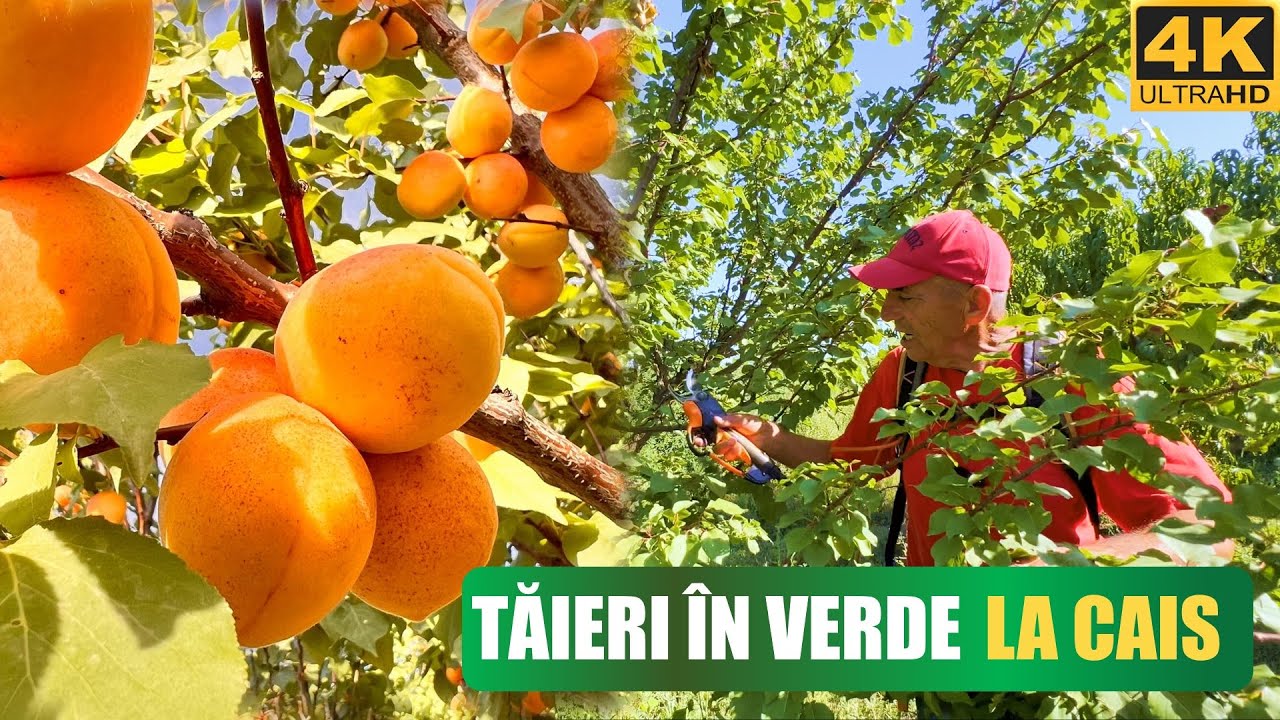 Taierea dupa recoltare la cais!