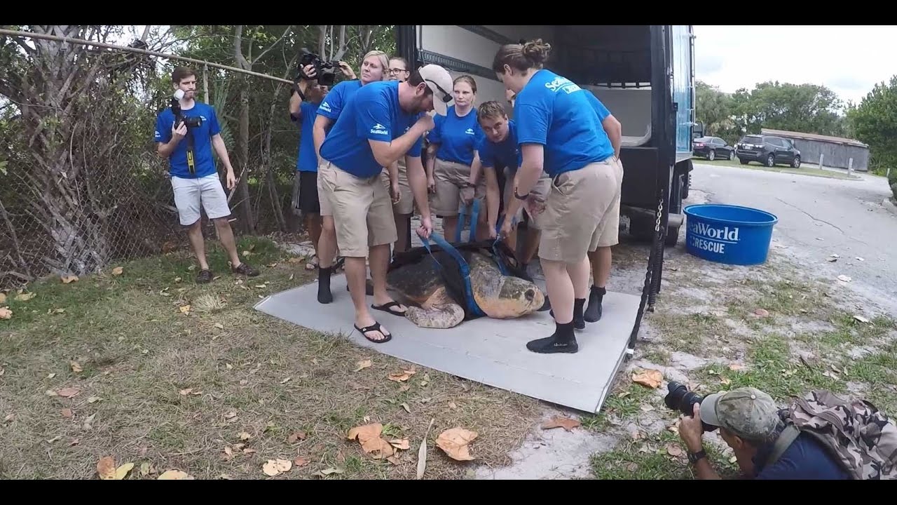 Loggerhead Sea Turtle Release - Big Lady