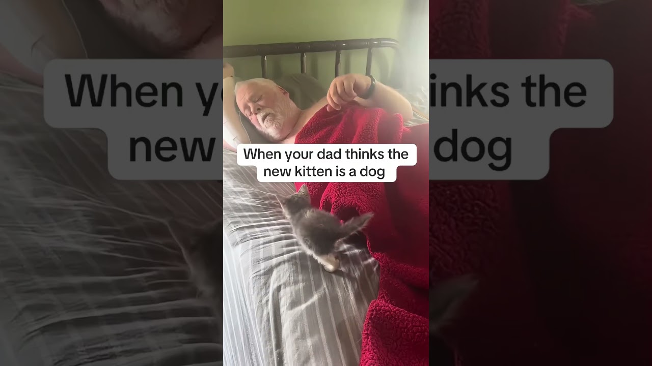 When your dad HATES cats   🤣🤣#cat #catsoftiktok #funnycat #funnyvideo