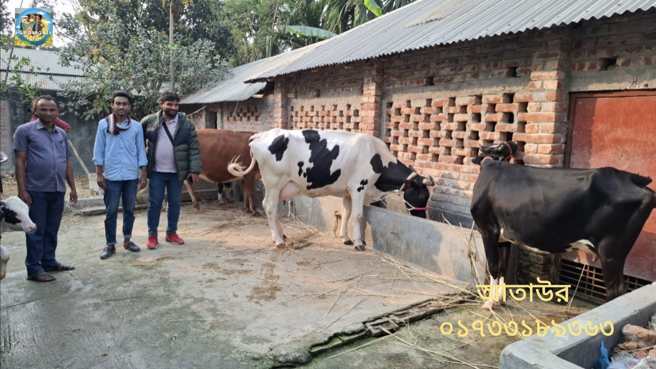 @ আজ 17 February 2026|| সিলেট, হবিগঞ্জ ও মাদারীপুরের খামারীর উন্নত জাতের দুধের গাভী বাছুর কেনা||