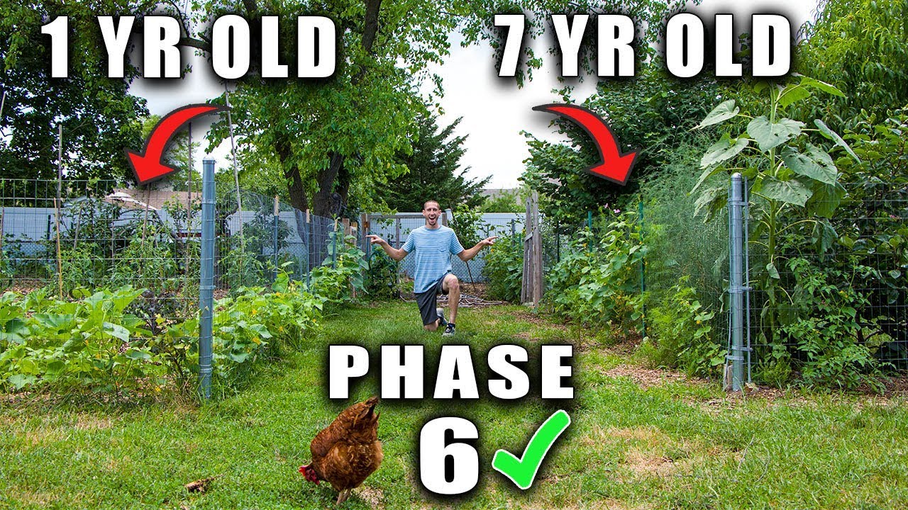 HOW TO START A FOOD FOREST GARDEN PHASE 6