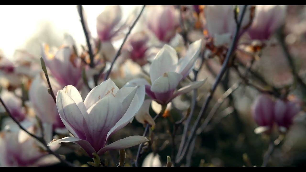 Pink Purple Flower | 4K Video | Nature Non Copyright | Royalty Free Video | Non Copyright Video