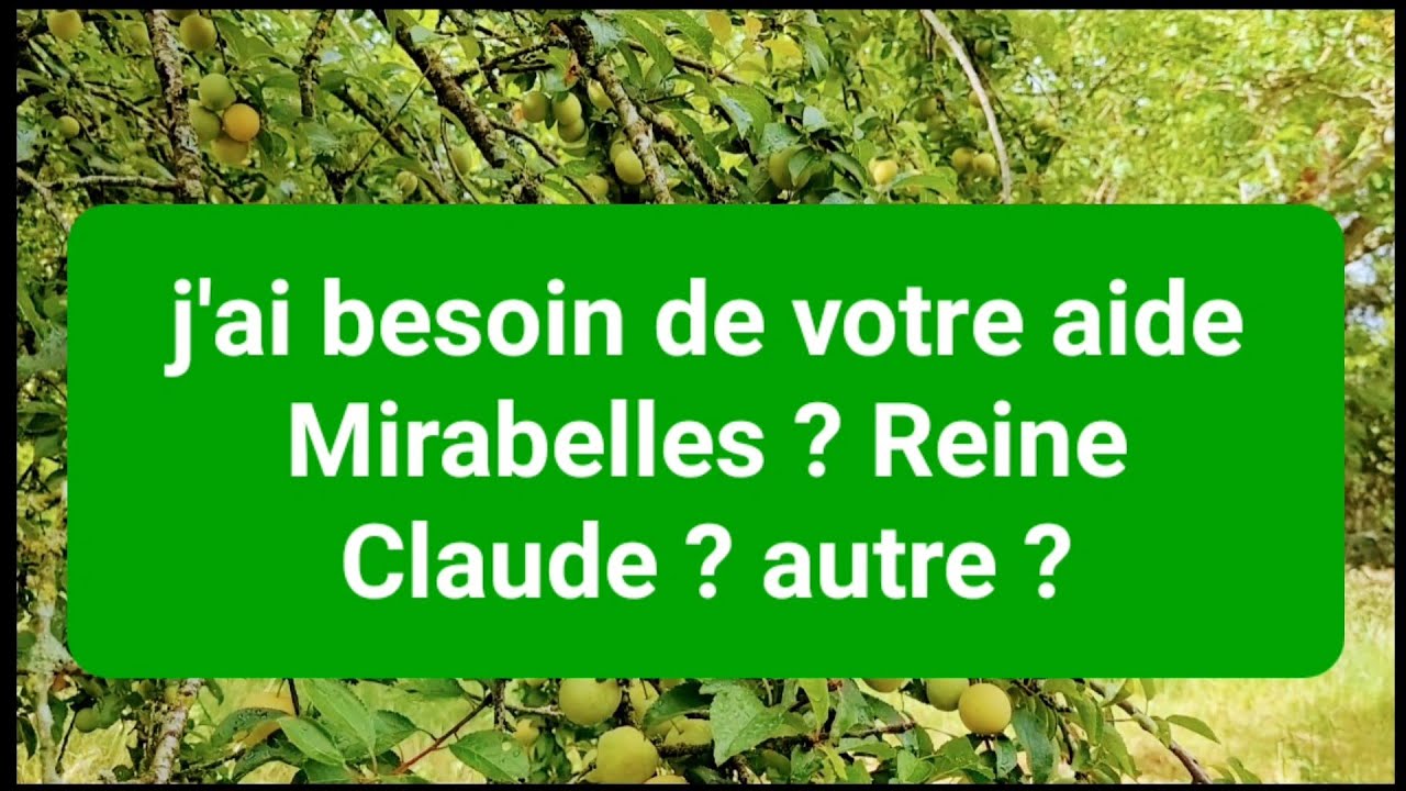 quelle est cette variété de prunes ?