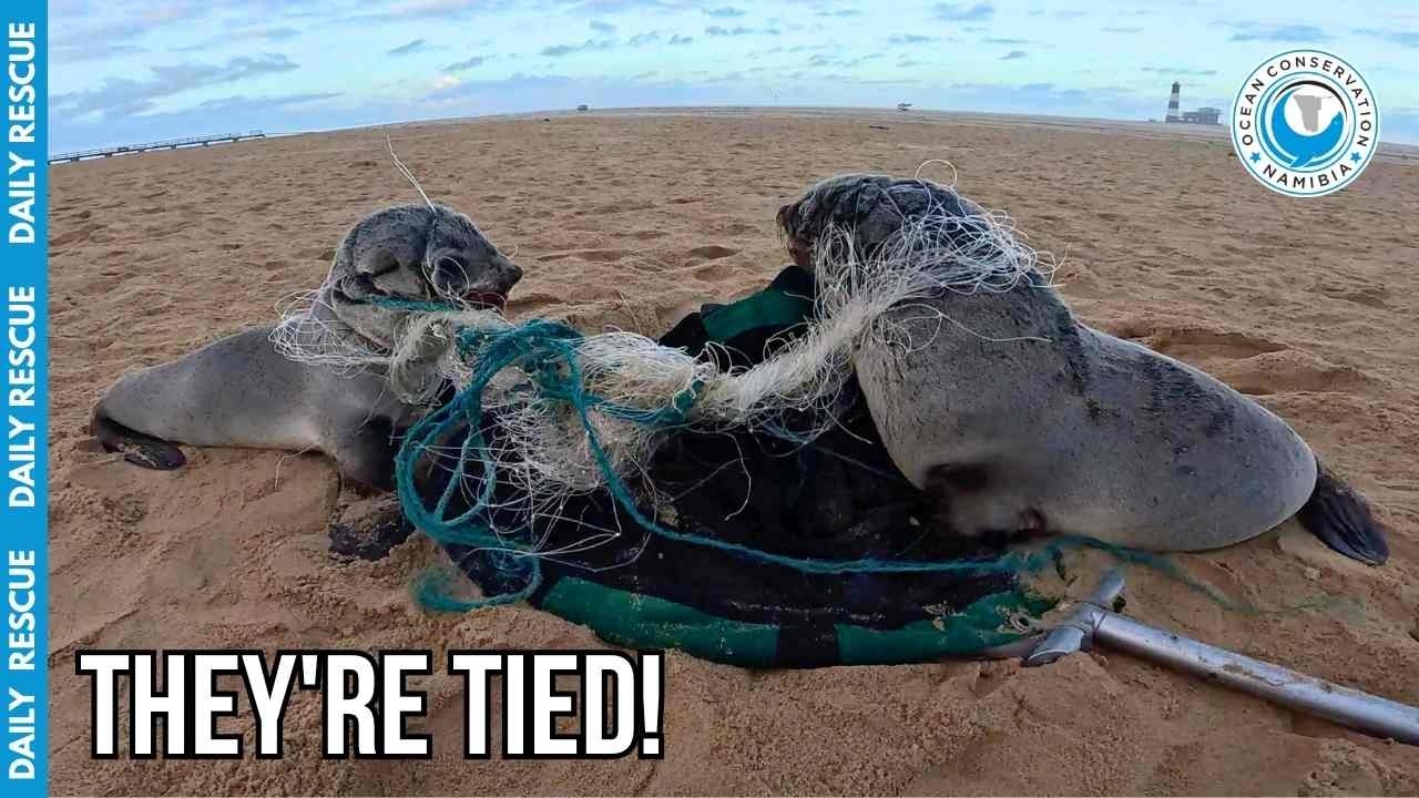 Double Seal Rescue: Tied Together by Dangerous Fishing Net
