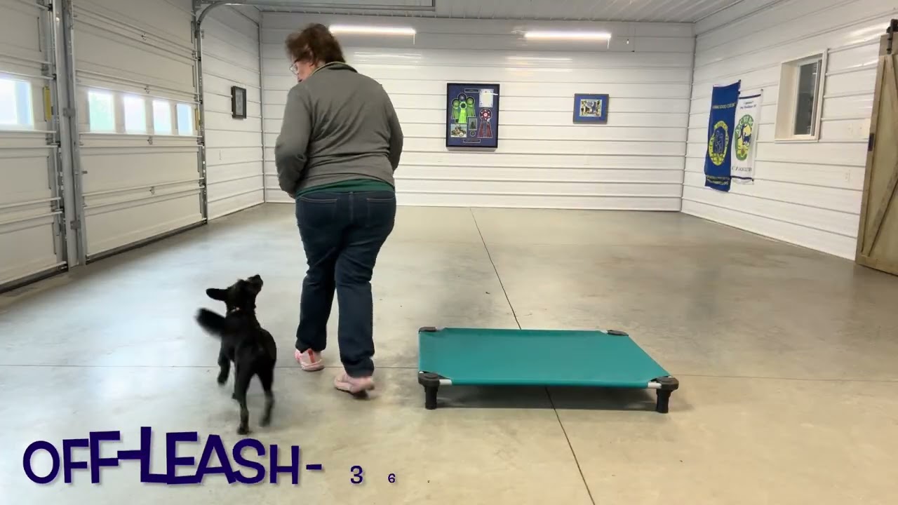 Emmi- 2-week Board and Train 