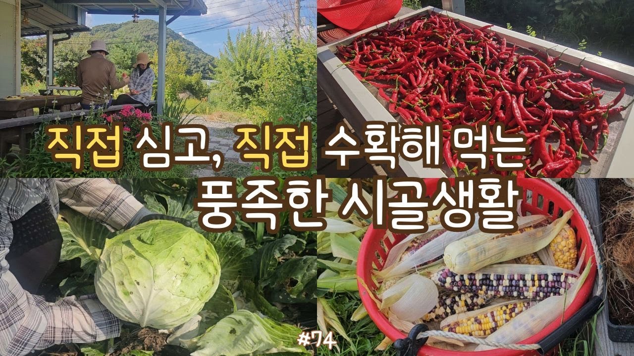 SUB)시골생활🌶️| 직접 심고, 직접 수확해 먹는 풍족한 시골생활! 수박, 참외, 옥수수 수확,  빨간고추 따서 말리기, 양배추 수확하여 물김치 담기, 가지 따서 가지덮밥 만들기