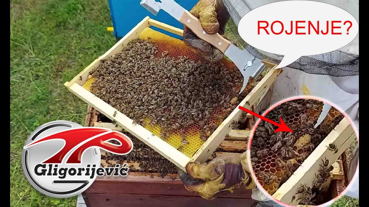 Hoće da se roji/ Neće da se roji