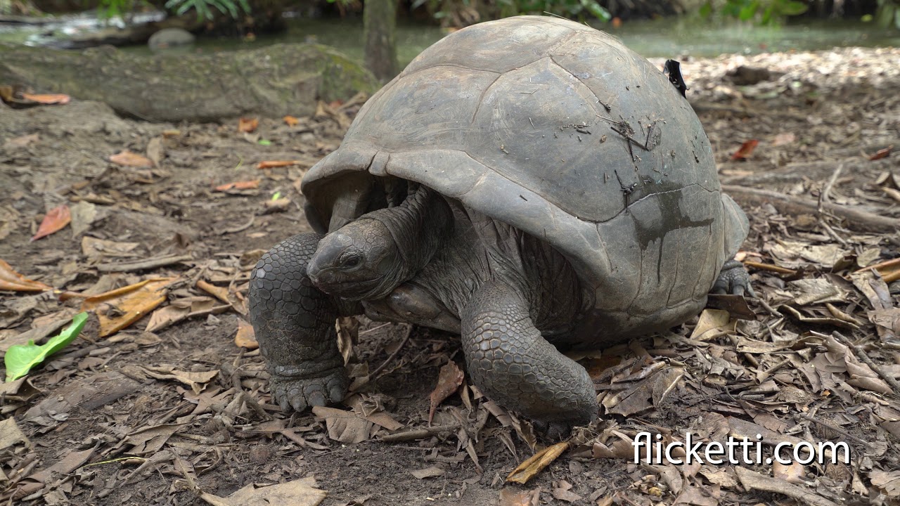 Giant tortoises of Seychelles