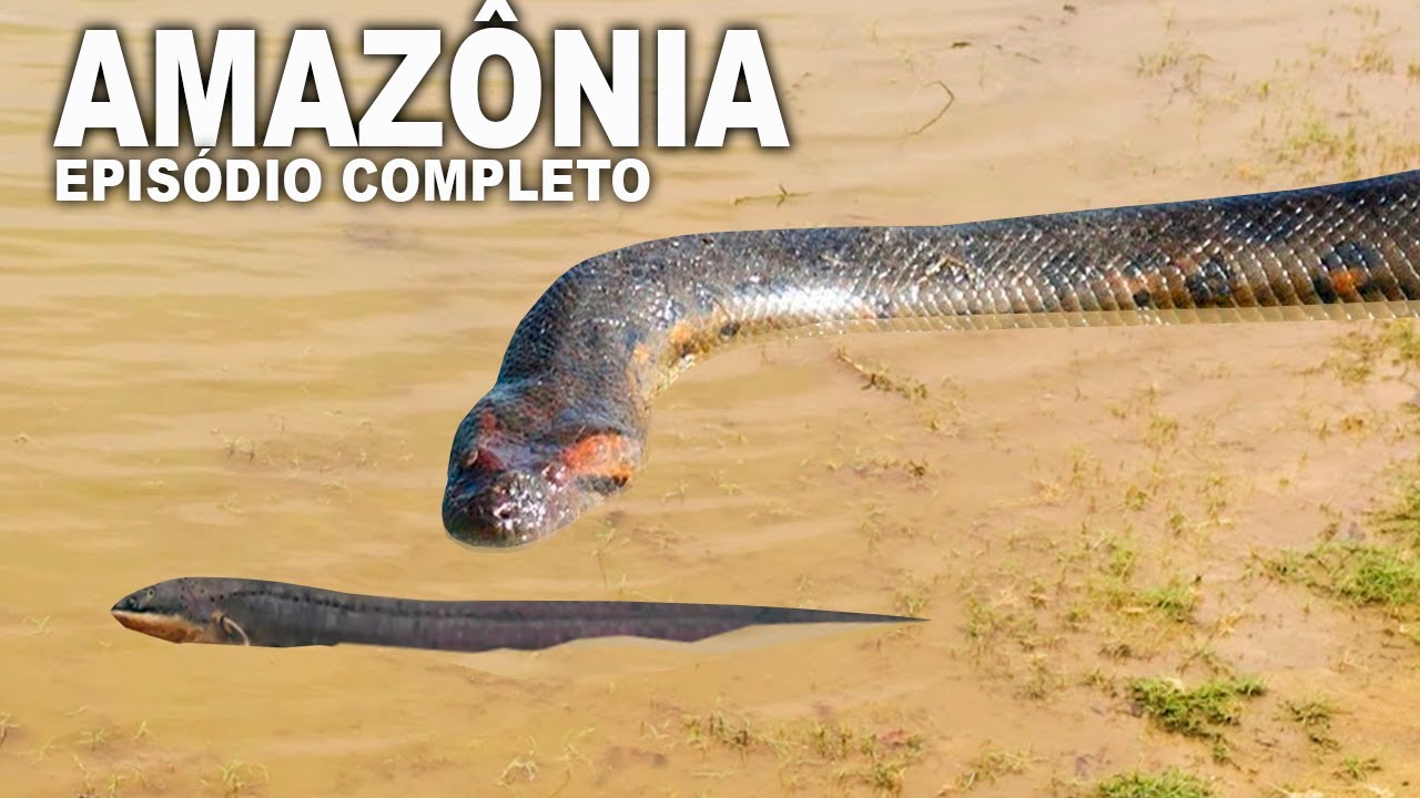 AMAZÔNIA SELVAGEM | Documentário Amazônia | Animais selvagens da floresta amazônica | Rio amazonas