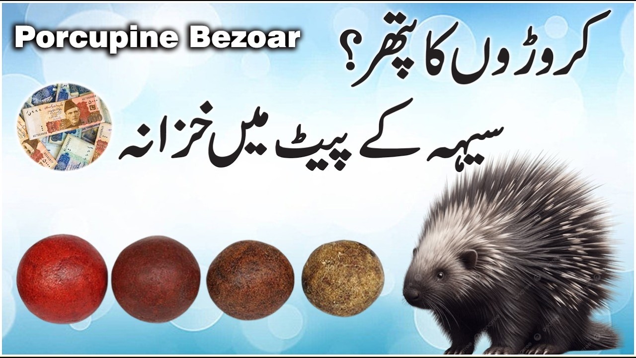 The $200,000 Stone Found Inside a Porcupine!