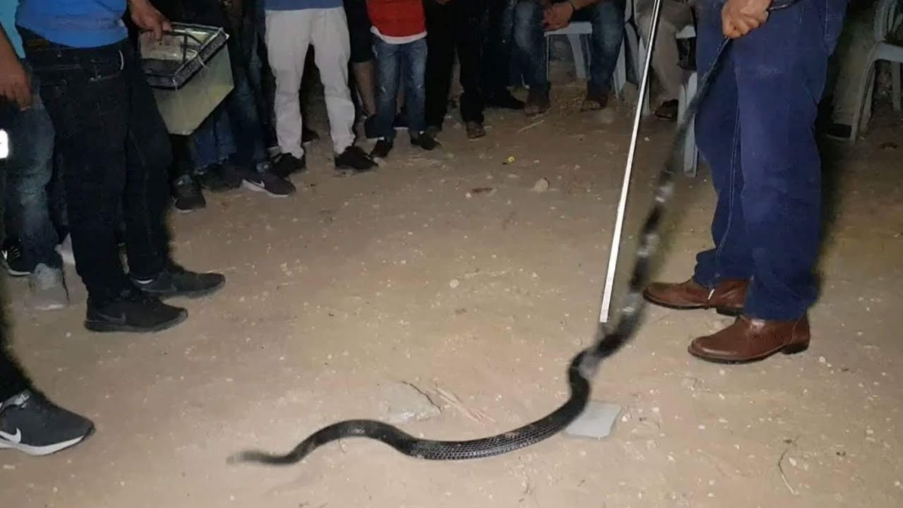 اصطاد ثعبان العربيد بدل ايذائه ووضعه في برميل مع جمال العمواسي