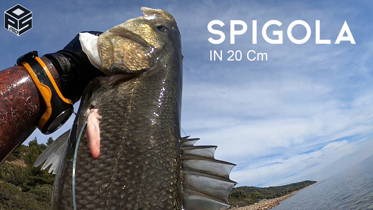 PESCASUB Spigola Gigante +5kg Orata Dentice Pesca subacquea Sottocosta