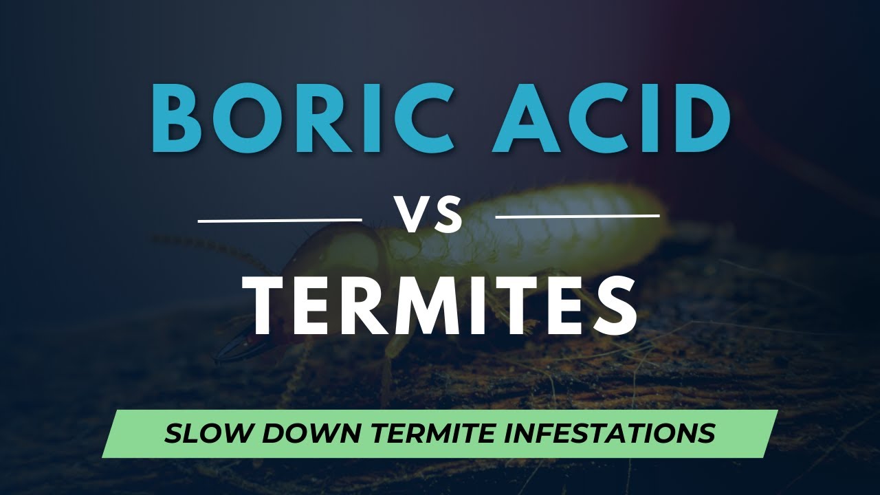 Boric Acid to kill Termites - Does Borax work as Termite Treatment?