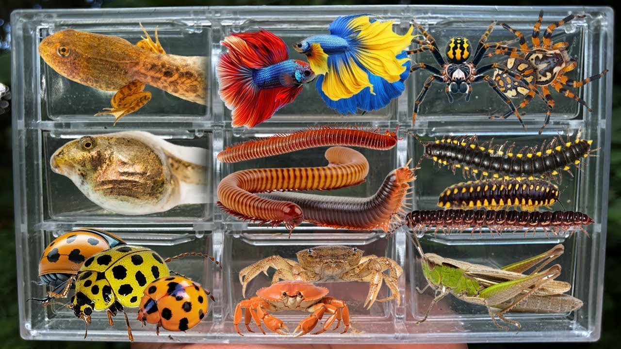 Catching insects in the garden got Betta fish Tadpoles, ladybug yellow Spider Crad