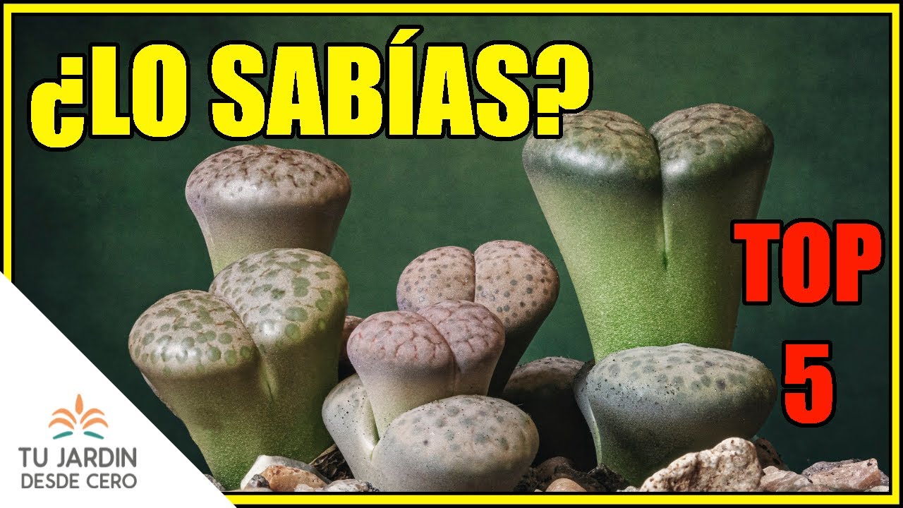 TOP 5: &iexcl;CURIOSIDADES sobre Lithops!