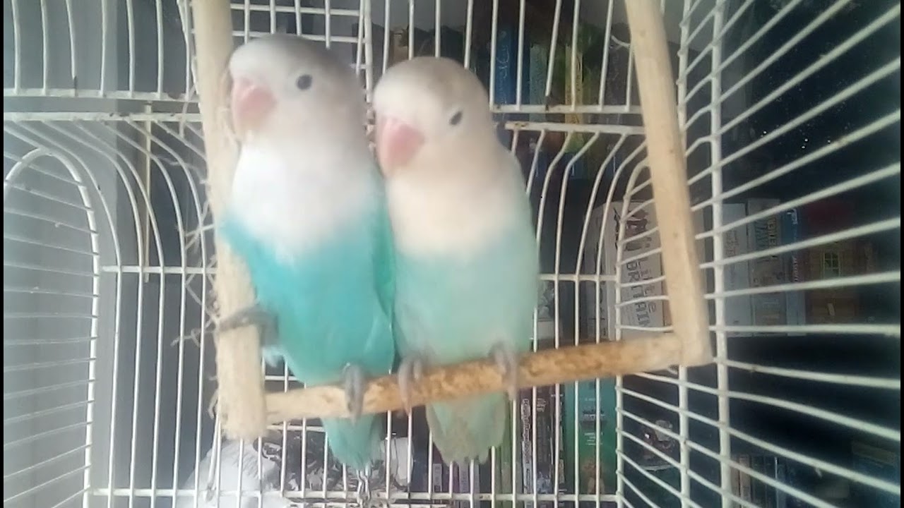 Gucci & Coco - Unzertrennliche - Lovebirds - Edelpapagei