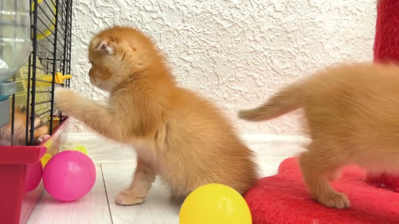 Котята впервые встречают хомячка: забавная реакция животных