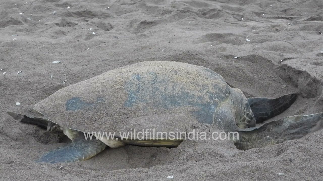 Rare Arribada Event in Odisha: Mass Nesting of Olive Ridley Sea Turtles on India’s Eastern Coast