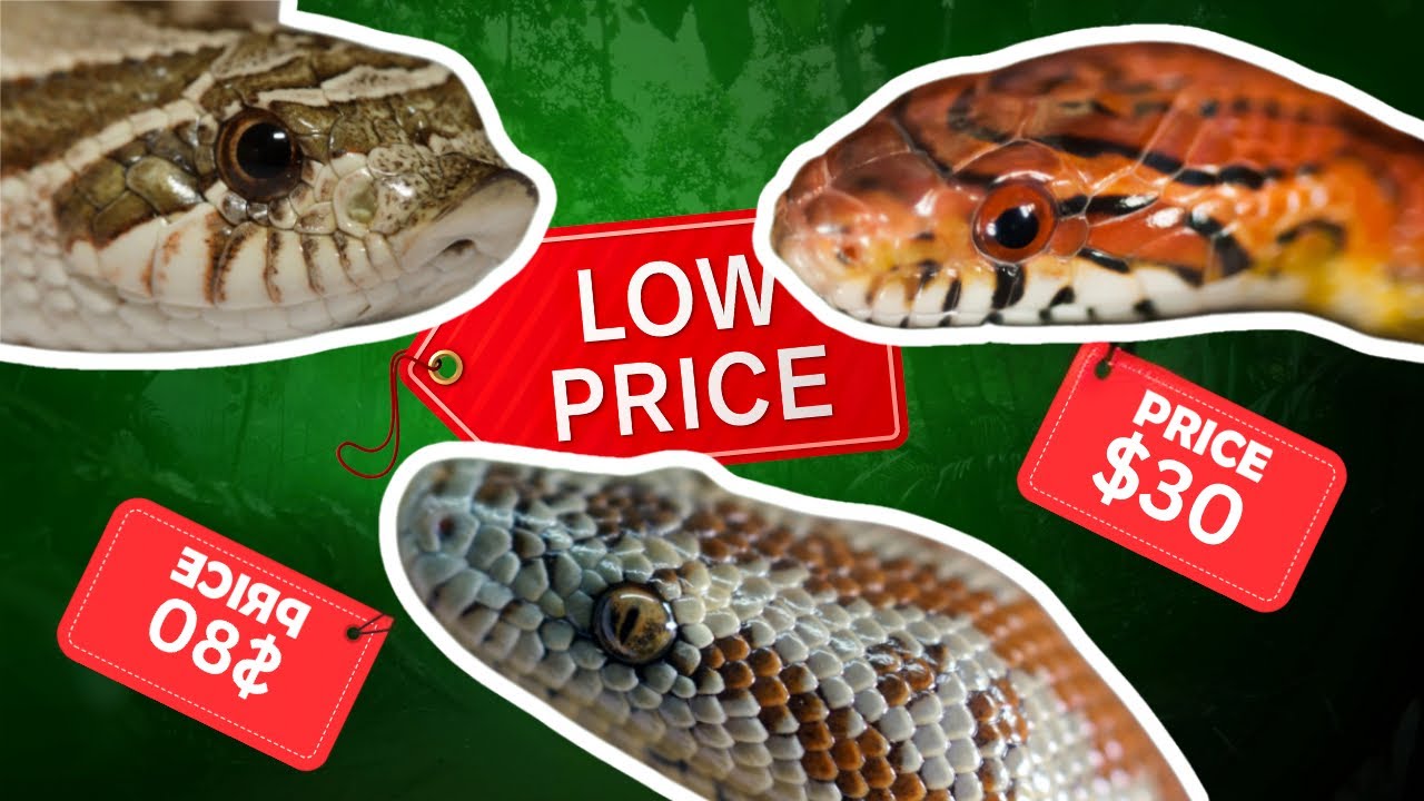 7 CHEAP Snakes PERFECT for Beginners!