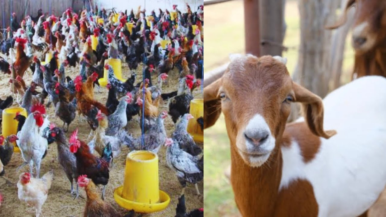 Kutoka Kuku 7000 Hadi kufuga Mbuzi wa Kisasa!