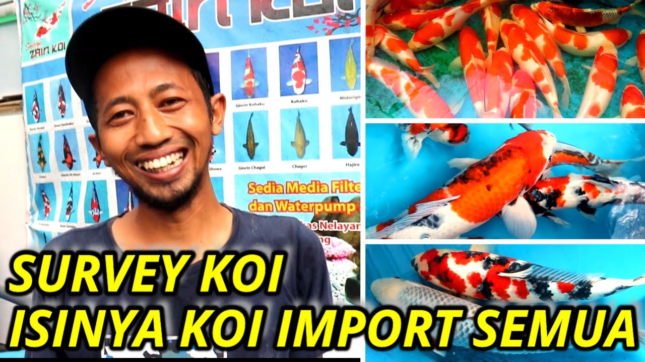 KOI SEMARANG, KOLEKSI ZAIN KOI SEMARANG