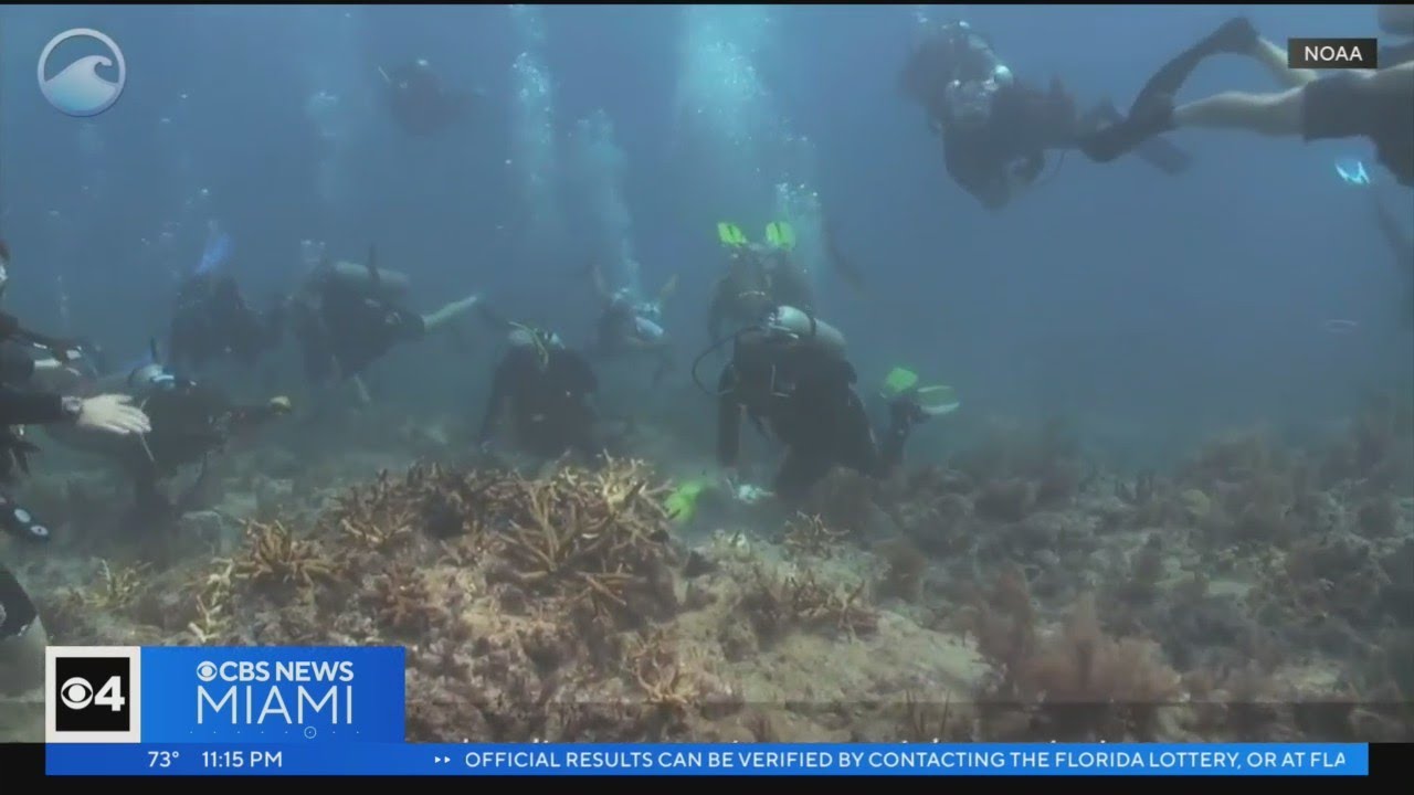 Group's mission at UM is to protect, restore coral reefs