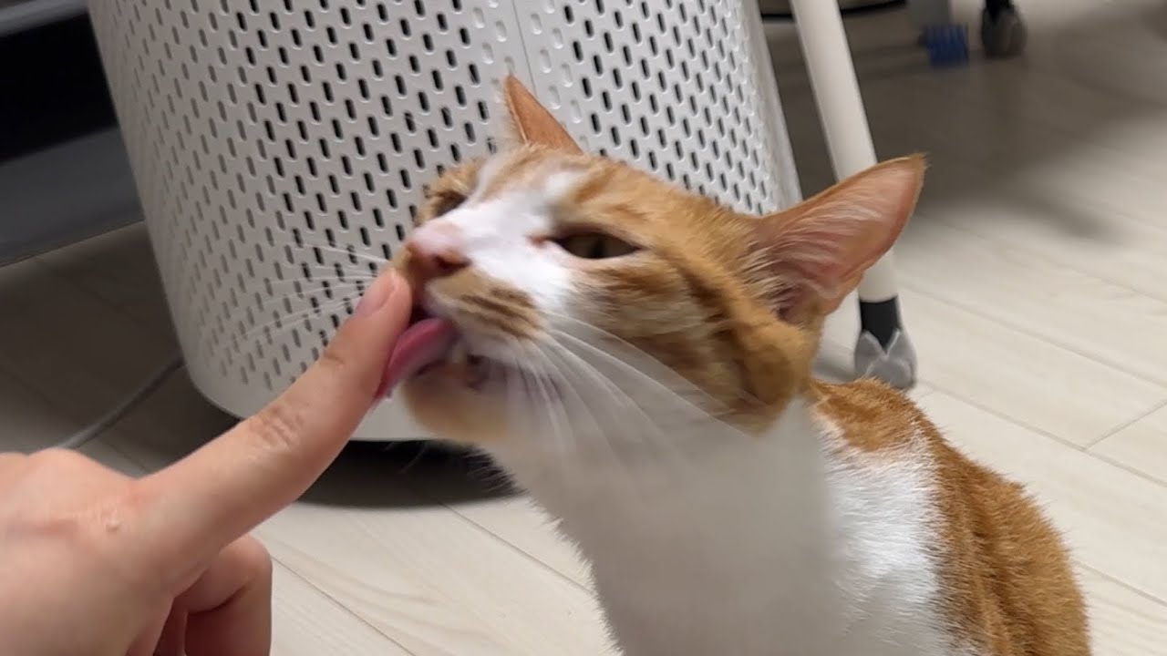 코달라니까 혀를 줌