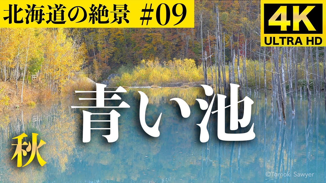 【北海道の絶景#09】青い池 秋 #美瑛 #絶景 #紅葉