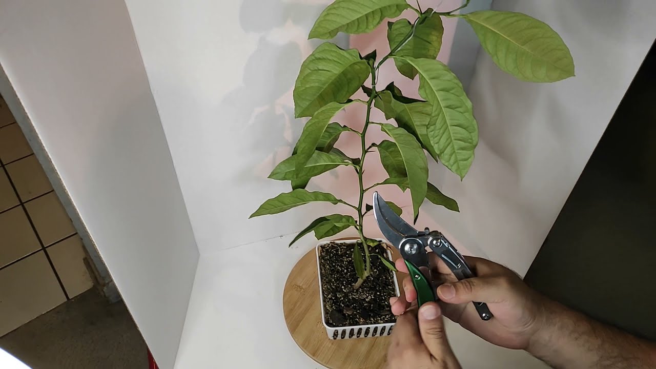 Poda para generar ramificación en Bonsái Cítricos .