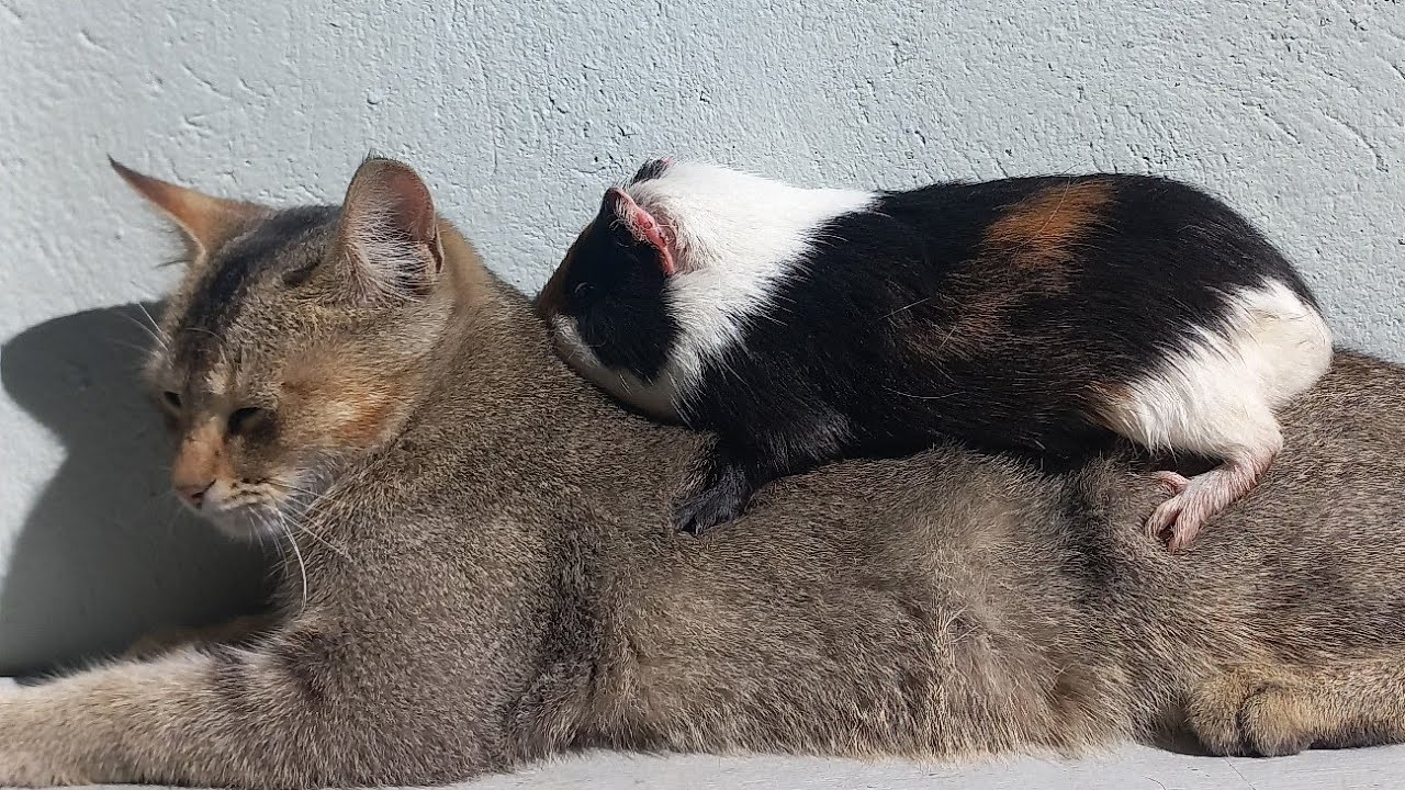 A Guineapig and a Cat story||Best Friends Forever||