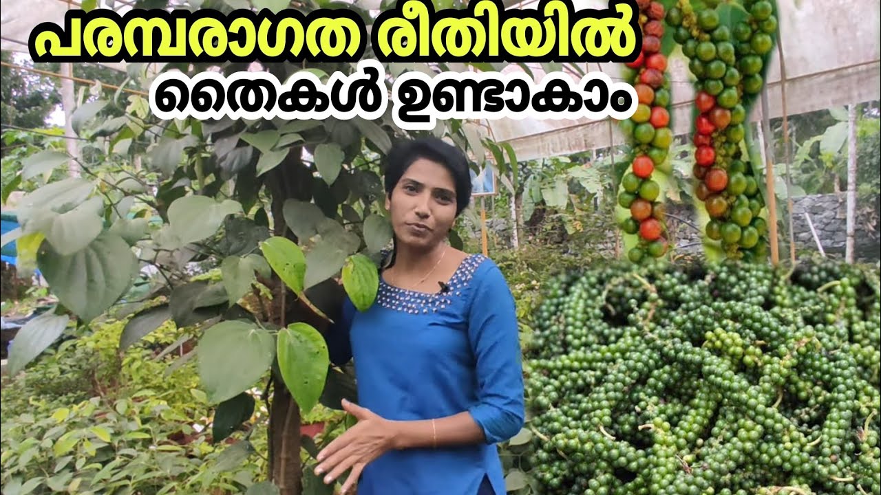 👍പരമ്പരാഗത രീതിയിൽ തൈകൾ ഉണ്ടാകാം|Traditional method of propagation.